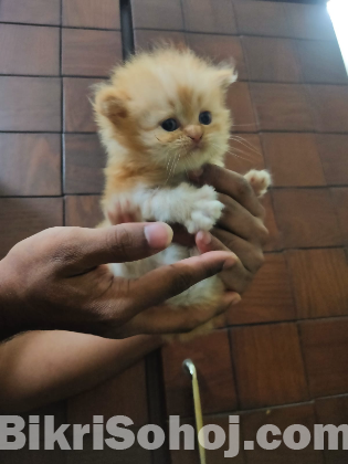 Traditional persian female kitten